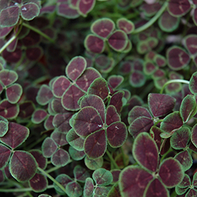 Four-leaf clover (Trifolium sp.). Clover plants are used in