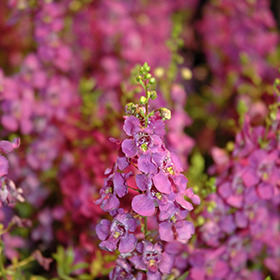 Carita Purple Angelonia Angelonia angustifolia Carita Purple