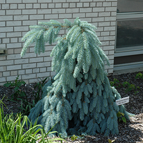 vandring Stå op i stedet værdi Slenderina Weeping Blue Spruce (Picea pungens 'Glauca Slenderina Pendula')  in Davidsonville, Maryland (MD) at Homestead Gardens