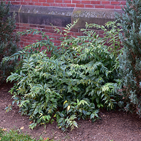 PLANTING OF RAINBOW — La Botanica