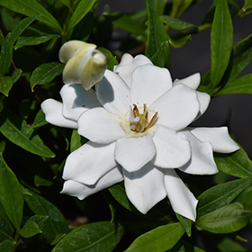 Frost Proof Hardy Gardenia (Gardenia jasminoides 'Frost Proof') in